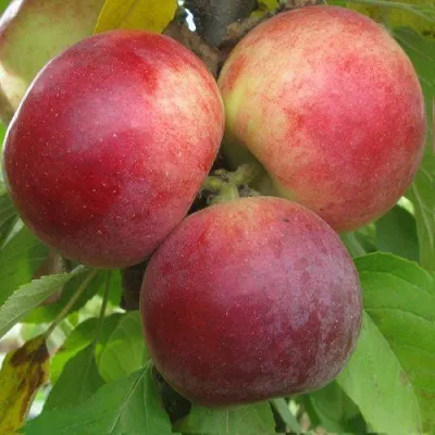 Яблоня БАЛЕРИНА ФЛАМЕНКО колонновидная — описание сорта Яблоня БАЛЕРИНА ФЛАМЕНКО колонновидная в Чебоксарах