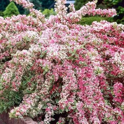 Вейгела САННИ ПРИНЦЕСС — описание сорта Вейгела САННИ ПРИНЦЕСС в Чебоксарах