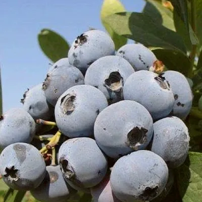 Голубика ЦУКЕР ТРАУБЕ  Голубика ЦУКЕР ТРАУБЕ в Чебоксарах