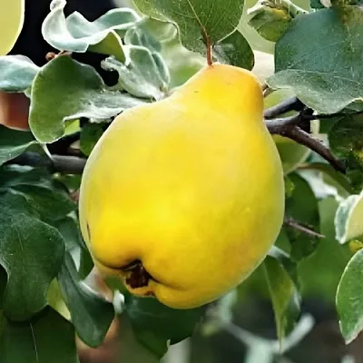 Айва МИР  Айва МИР в Чебоксарах