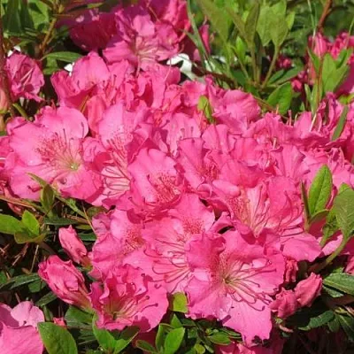 Азалия КИРСТИН японская  Азалия КИРСТИН японская в Чебоксарах