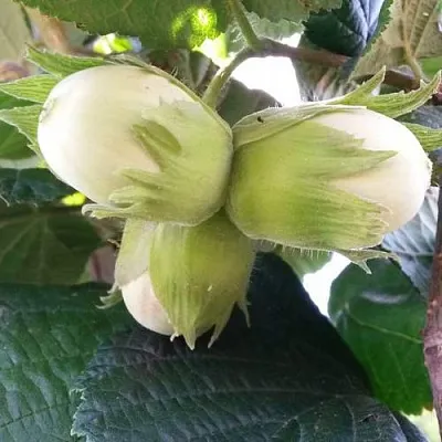 Фундук ЮННАТ  Фундук ЮННАТ в Чебоксарах