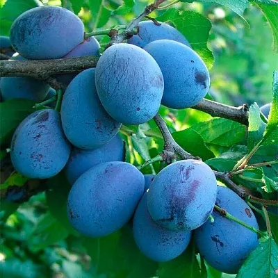 Синяя  в Чебоксарах