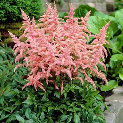 Астильба БРЕССИНГЕМ БЬЮТИ Арендса  Астильба БРЕССИНГЕМ БЬЮТИ Арендса в Чебоксарах