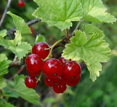 Смородина альпийская ШМИДТ  Смородина альпийская ШМИДТ в Чебоксарах