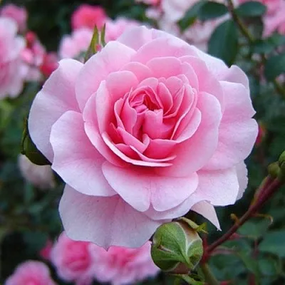 Саженцы роз БОНИКА флорибунда  Саженцы роз БОНИКА флорибунда в Чебоксарах