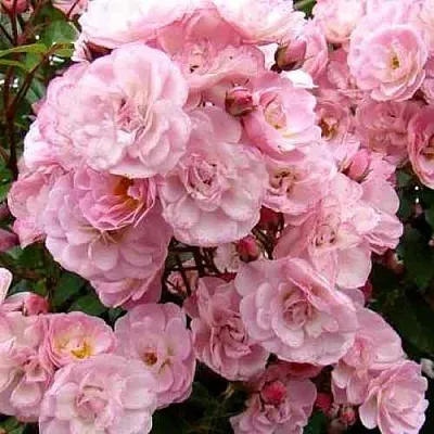 Саженцы роз ХЕВЕНЛИ ПИНК мускусная  Саженцы роз ХЕВЕНЛИ ПИНК мускусная в Чебоксарах