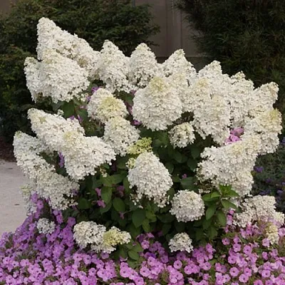 Гортензия БОБО метельчатая  Гортензия БОБО метельчатая в Чебоксарах