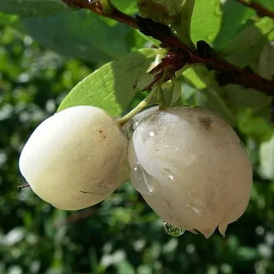 Голубика СНЕГУРОЧКА  Голубика СНЕГУРОЧКА в Чебоксарах