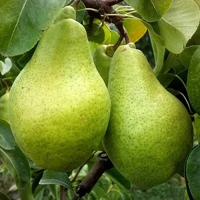 Груша НОЯБРЬСКАЯ ЗИМНЯЯ  Груша НОЯБРЬСКАЯ ЗИМНЯЯ в Чебоксарах