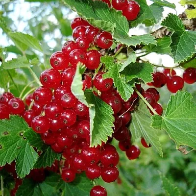 Смородина красная ГОЛЛАНДСКАЯ КРАСНАЯ  Смородина красная ГОЛЛАНДСКАЯ КРАСНАЯ в Чебоксарах