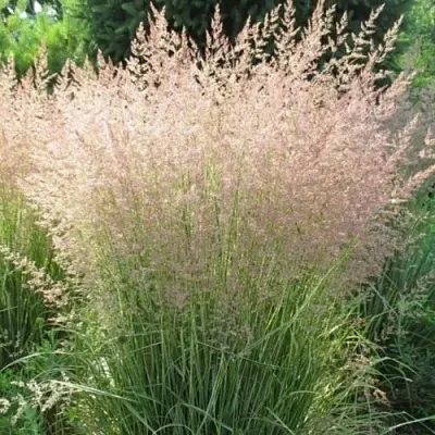 Вейник ОВЕРДАМ остроцветковый  Вейник ОВЕРДАМ остроцветковый в Чебоксарах