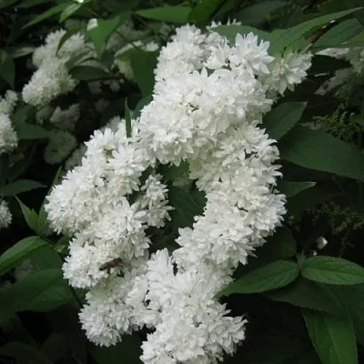 Дейция КАНДИДИССИМА шершавая в Чебоксарах