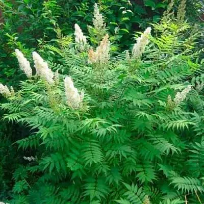 Рябинник рябинолистный СЭМ  Рябинник рябинолистный СЭМ в Чебоксарах