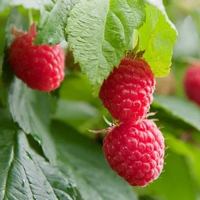 Малина МАРАВИЛЛА  Малина МАРАВИЛЛА в Чебоксарах