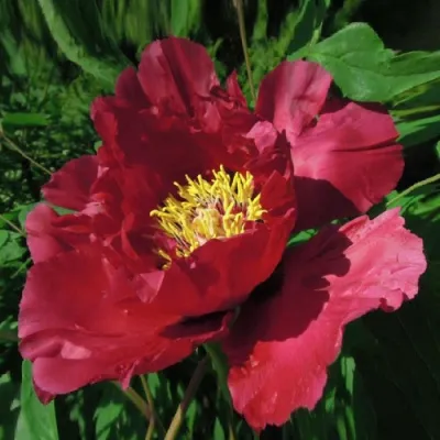Пион КРАСНЫЙ ЛОТОС древовидный в Чебоксарах