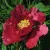 Пион КРАСНЫЙ ЛОТОС древовидный — описание сорта Пион КРАСНЫЙ ЛОТОС древовидный в Чебоксарах