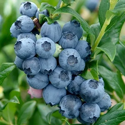 Голубика ХАРДИБЛЮ  Голубика ХАРДИБЛЮ в Чебоксарах