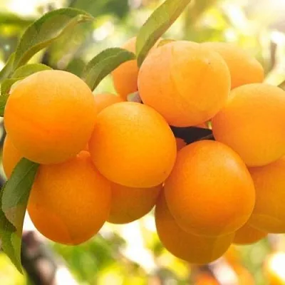 Слива МАРА в Чебоксарах