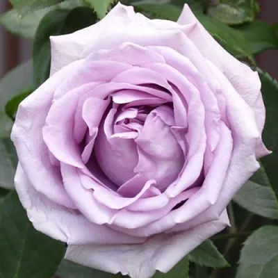 Саженцы роз ИНДИГОЛЕТТА плетистая  Саженцы роз ИНДИГОЛЕТТА плетистая в Чебоксарах