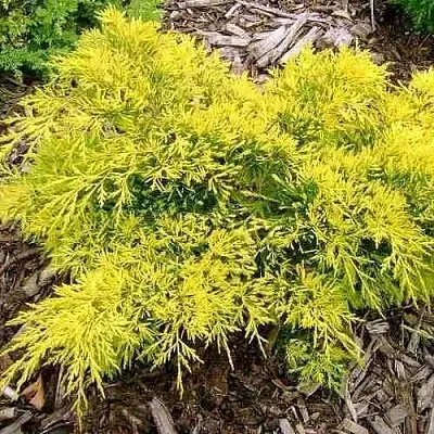 Можжевельник КИНГ ОФ СПРИНГ средний  Можжевельник КИНГ ОФ СПРИНГ средний в Чебоксарах