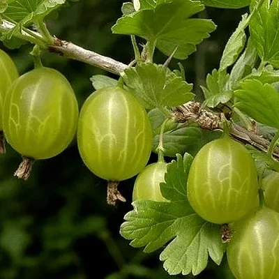 Крыжовник УРАЛЬСКИЙ БЕСШИПНЫЙ  Крыжовник УРАЛЬСКИЙ БЕСШИПНЫЙ в Чебоксарах