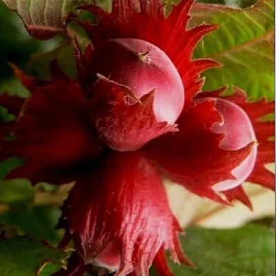 Фундук БАГРЯНЕЦ  Фундук БАГРЯНЕЦ в Чебоксарах