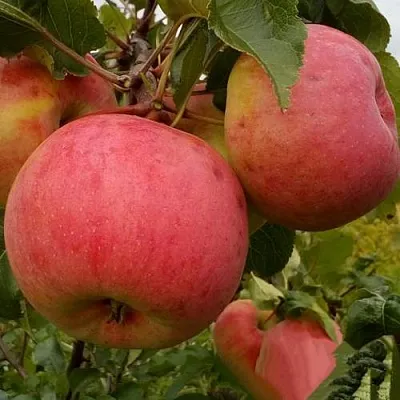 Яблоня БОЛОТОВСКОЕ  Яблоня БОЛОТОВСКОЕ в Чебоксарах