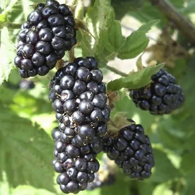 Ежемалина МАРИОН  Ежемалина МАРИОН в Чебоксарах