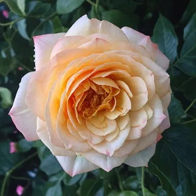 Саженцы роз АБЕЙ ДЕ СЕНТ-АМАН шраб  Саженцы роз АБЕЙ ДЕ СЕНТ-АМАН шраб в Чебоксарах