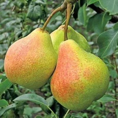 Груша ПАМЯТЬ ЯКОВЛЕВА — описание сорта Груша ПАМЯТЬ ЯКОВЛЕВА в Чебоксарах