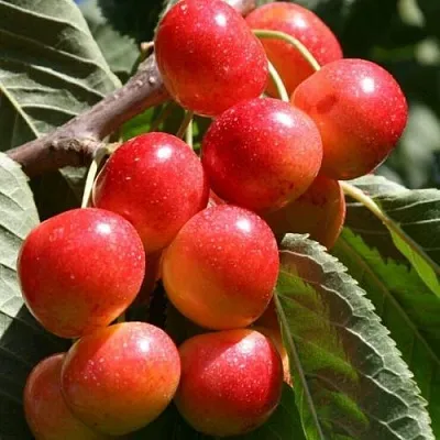 Черешня ГАСТИНЕЦ  Черешня ГАСТИНЕЦ в Чебоксарах