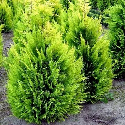 Кипарисовик ИВОНЕ лавсана  Кипарисовик ИВОНЕ лавсана в Чебоксарах