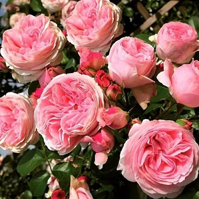 Саженцы роз ДЖАРДИНА плетистая  Саженцы роз ДЖАРДИНА плетистая в Чебоксарах