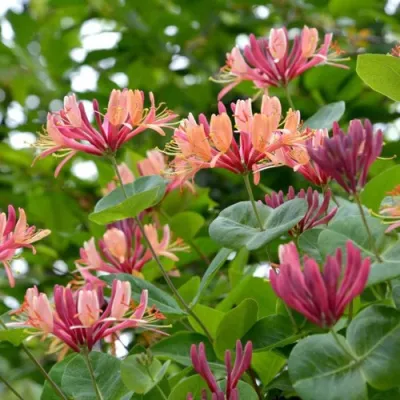 Жимолость ГЕКРОТА в Чебоксарах