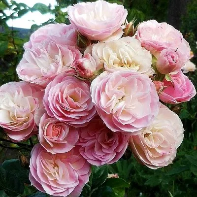 Саженцы роз БУКЕТ ПАРФЕ мускусная  Саженцы роз БУКЕТ ПАРФЕ мускусная в Чебоксарах