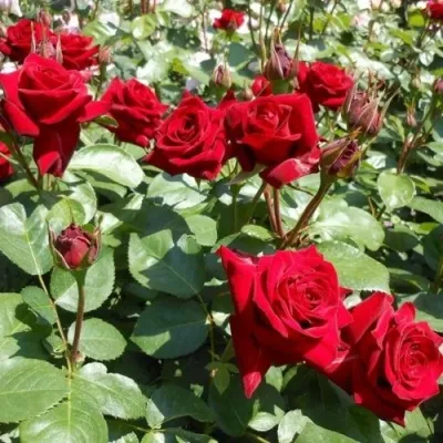 Саженцы роз ЭКСПЛОРЕР чайно-гибридная — описание сорта Саженцы роз ЭКСПЛОРЕР чайно-гибридная в Чебоксарах