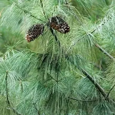 Сосна АРМАНДИ в Чебоксарах