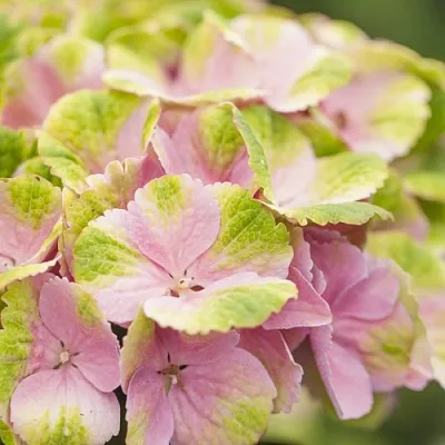 Гортензия МЭДЖИКАЛ КРИСТАЛЛ крупнолистная  Гортензия МЭДЖИКАЛ КРИСТАЛЛ крупнолистная в Чебоксарах