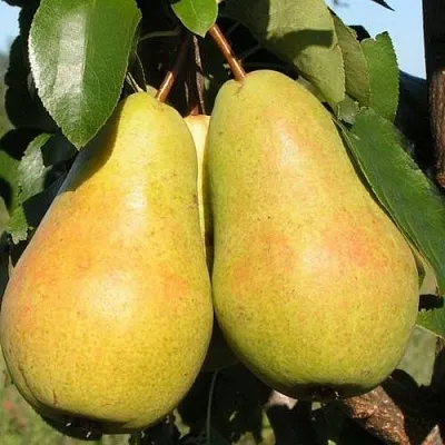 Груша ЧИЖОВСКАЯ  Груша ЧИЖОВСКАЯ в Чебоксарах