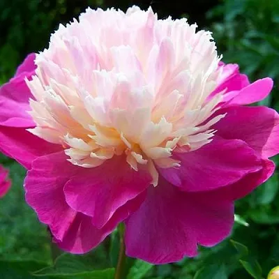 Пион ГЕЙ ПАРИ травянистый  Пион ГЕЙ ПАРИ травянистый в Чебоксарах