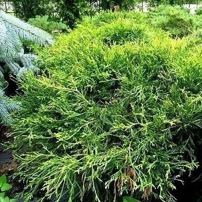 Кипарисовик ФИЛИФЕРА АУРЕА ВАРИЕГАТТА горохоплодный  Кипарисовик ФИЛИФЕРА АУРЕА ВАРИЕГАТТА горохоплодный в Чебоксарах