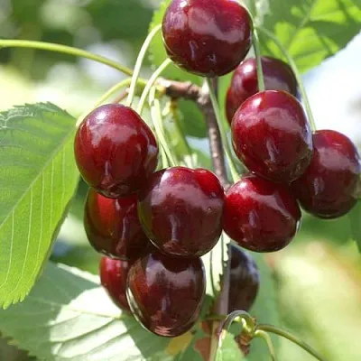 Черешня ОВСТУЖЕНКА  Черешня ОВСТУЖЕНКА в Чебоксарах