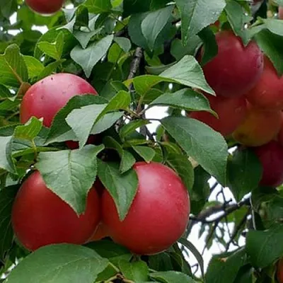 Плумкот БИРИКОККОЛО ГИГАНТЕ ДИ БУДРИО в Чебоксарах