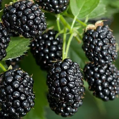 Ежевика ЧЕРНАЯ МАГИЯ ремонтантная  Ежевика ЧЕРНАЯ МАГИЯ ремонтантная в Чебоксарах