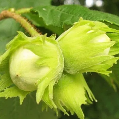 Фундук КАТАЛОНСКИЙ  Фундук КАТАЛОНСКИЙ в Чебоксарах