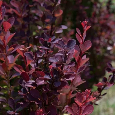 Барбарис ХЕЛМОНД ПИЛЛАР тунберга  Барбарис ХЕЛМОНД ПИЛЛАР тунберга в Чебоксарах