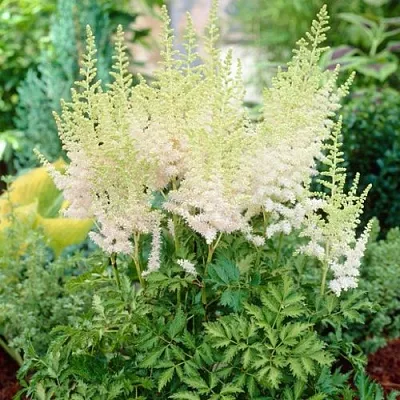 Астильба МИЛК ЭНД ХАНИ китайская  Астильба МИЛК ЭНД ХАНИ китайская в Чебоксарах