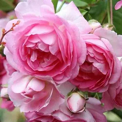 Саженцы роз ЖАСМИНА плетистая  Саженцы роз ЖАСМИНА плетистая в Чебоксарах