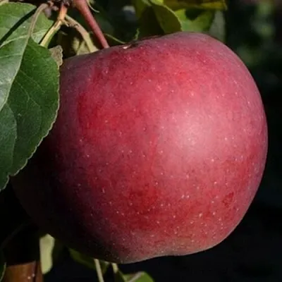 Яблоня БЕЛОРУССКОЕ СЛАДКОЕ  Яблоня БЕЛОРУССКОЕ СЛАДКОЕ в Чебоксарах